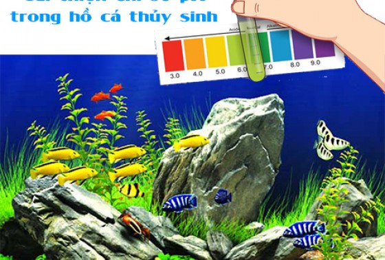Cải thiện chỉ số pH trong hồ cá thủy sinh như thế nào?