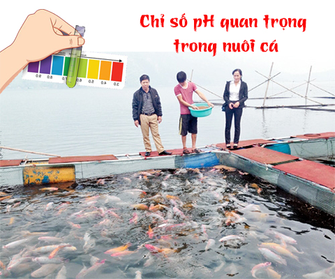 Chỉ số pH cực kì quan trọng trong nuôi cá