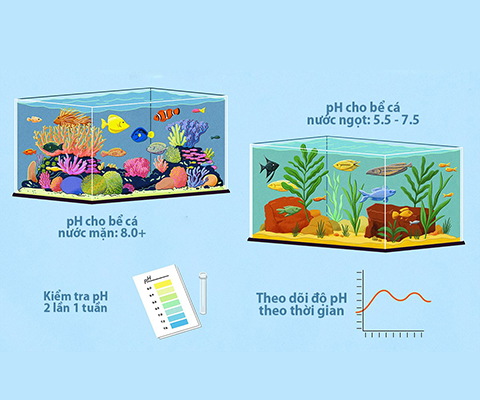 theo dõi chỉ số pH trong hồ cá thủy sinh