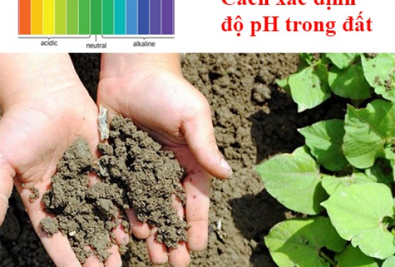 Cách nhanh nhất để xác định độ pH trong đất