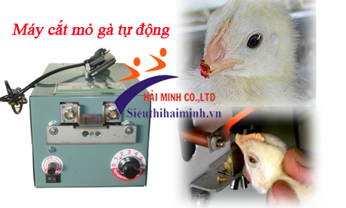 Cắt mỏ cho gà con đảm bảo nhanh chóng, chính xác